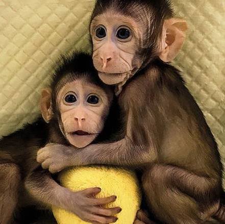 การโคลนลิงฝาแฝดได้สำเร็จเป็นครั้งแรกของโลก